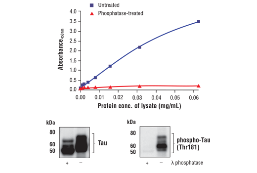ELISA and/or ELISA-like Assays Image 1: FastScan<sup>™</sup> Phospho-Tau (Thr181) ELISA Kit
