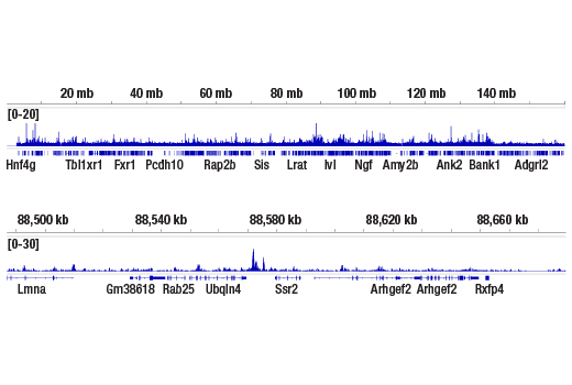 CUT & RUN Image 2: Nanog (D1G10) Rabbit Monoclonal Antibody (ChIP Formulated)
