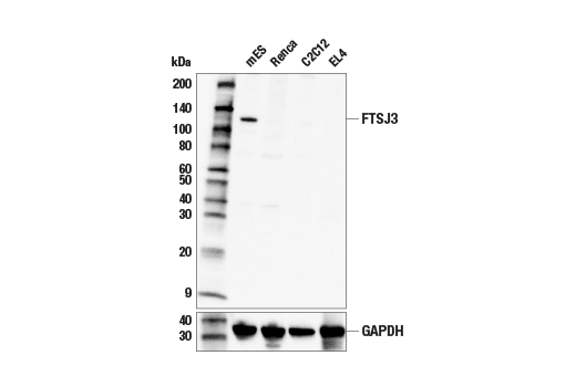 Western Blotting Image 2: FTSJ3 (E6T9J) Rabbit Monoclonal Antibody