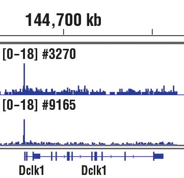 Chromatin Immunoprecipitation Image 1: Phospho-c-Jun (Ser73) (D47G9) XP<sup>®</sup> Rabbit mAb