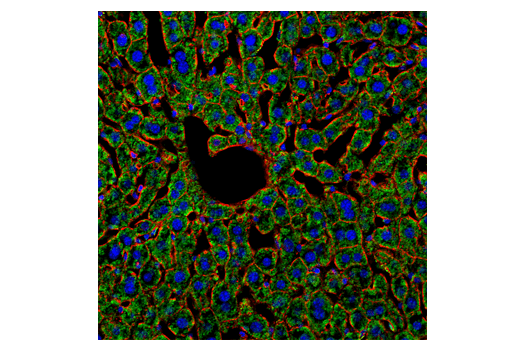 Immunofluorescence Image 1: MAVS Antibody