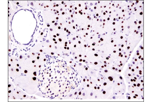 Immunohistochemistry Image 2: MIST1/bHLHa15 (D7N4B) Rabbit Monoclonal Antibody