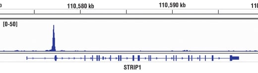 Chromatin Immunoprecipitation Image 1: Brn2/POU3F2 (D2C1L) Rabbit Monoclonal Antibody