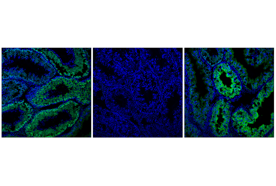 Immunofluorescence Image 1: Phospho-Pyruvate Dehydrogenase alpha1 (Ser293) (E4V9L) Rabbit Monoclonal Antibody (BSA and Azide Free)