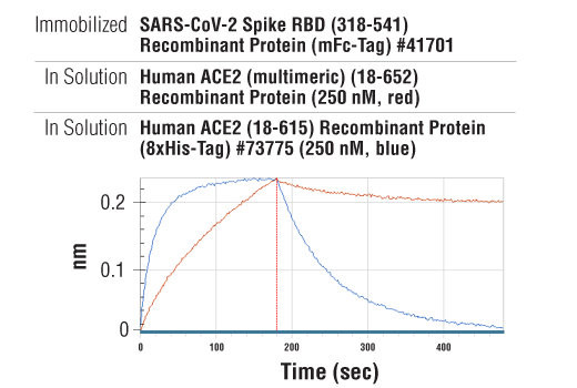 undefined Image 3: Human ACE2 (multimeric) (18-652) Recombinant Protein
