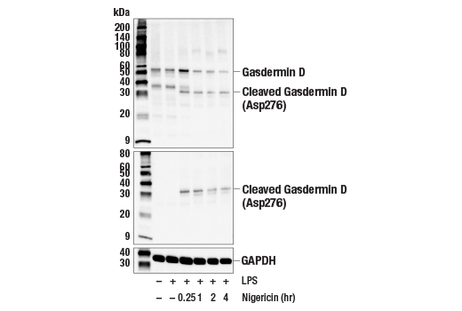 Western Blotting Image 3: Gasdermin D (E4M2W) Rabbit Monoclonal Antibody