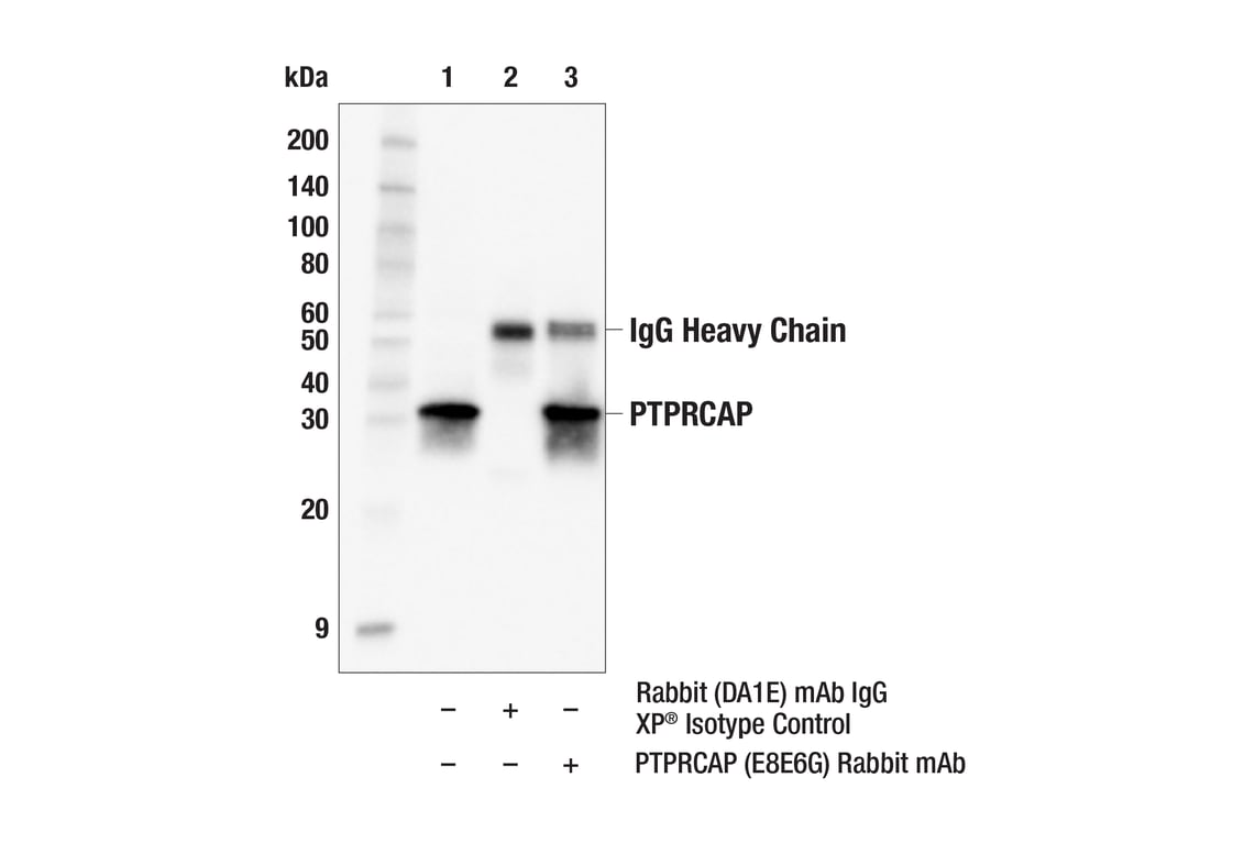 Immunoprecipitation Image 1: PTPRCAP (E8E6G) Rabbit Monoclonal Antibody