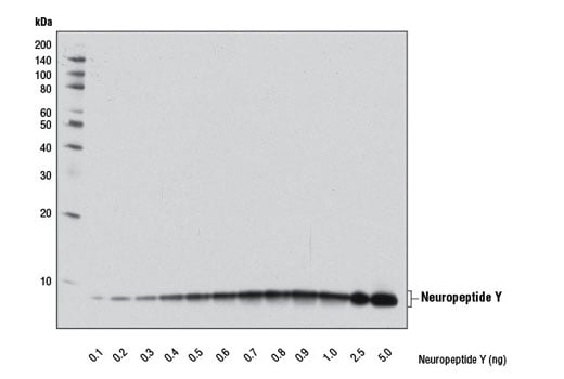 Western Blotting Image 3: Neuropeptide Y (D7Y5A) Rabbit Monoclonal Antibody