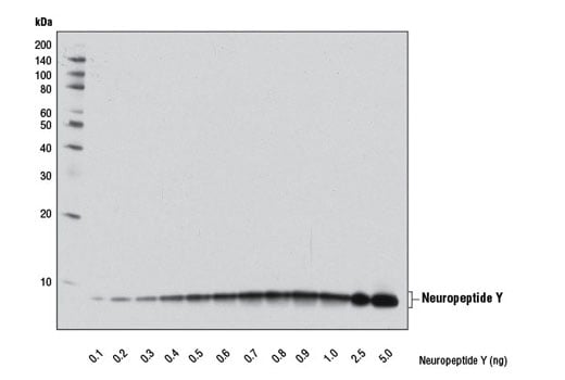 Western Blotting Image 3: Neuropeptide Y (D7Y5A) XP<sup>®</sup> Rabbit mAb