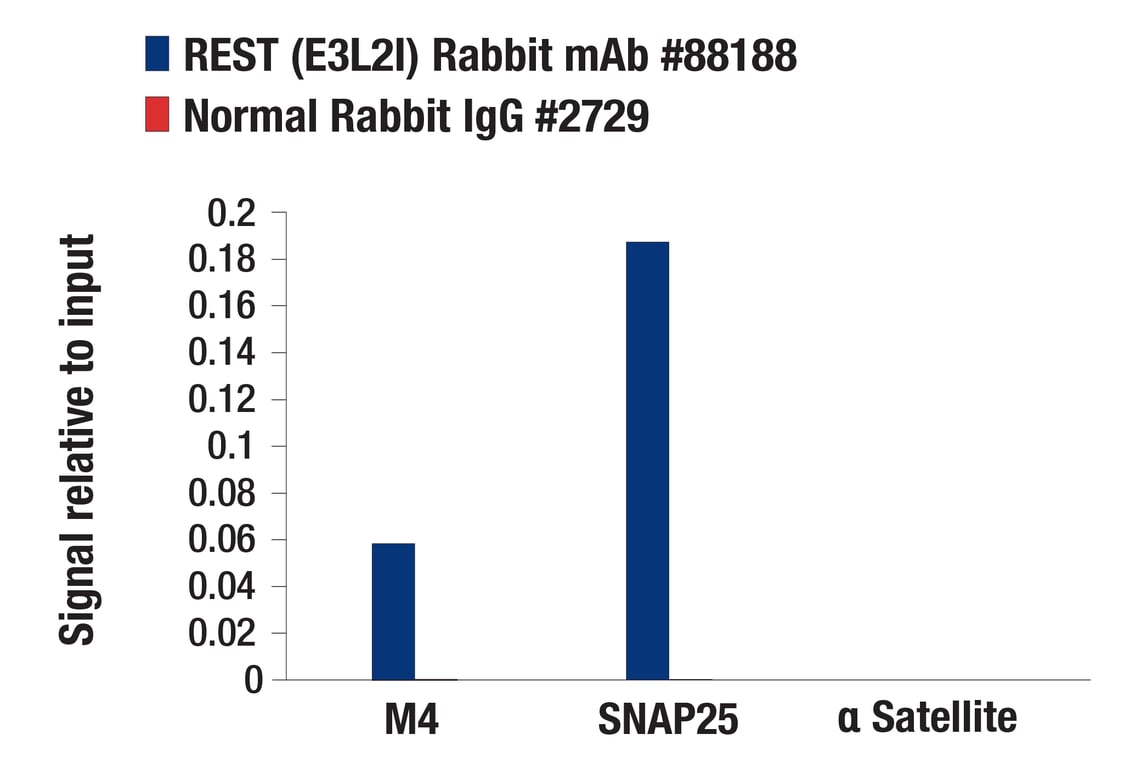 Chromatin Immunoprecipitation Image 1: REST (E3L2I) Rabbit Monoclonal Antibody