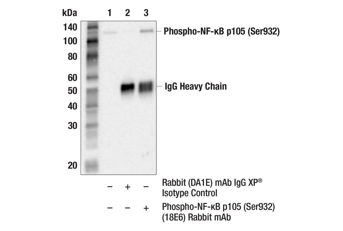 Immunoprecipitation Image 1: Phospho-NF-kappaB p105 (Ser932) (18E6) Rabbit Monoclonal Antibody