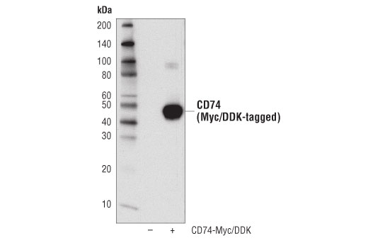 Western Blotting Image 2: CD74 (D5N3I) Rabbit Monoclonal Antibody (BSA and Azide Free)