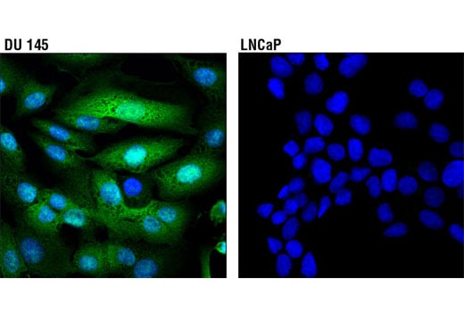 Immunofluorescence Image 1: UCHL1 (D3T2E) Rabbit Monoclonal Antibody