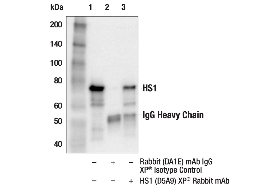 undefined Image 47: Microglia Proliferation Module Antibody Sampler Kit