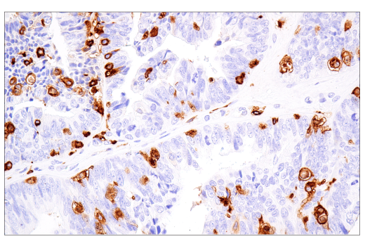 Immunohistochemistry Image 1: MHC Class II (LGII-612.14) Mouse Monoclonal Antibody (BSA and Azide Free)