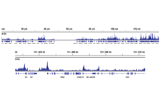 Chromatin Immunoprecipitation Image 2: CHD4 (D4B7) Rabbit Monoclonal Antibody