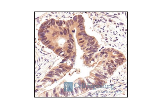 Immunohistochemistry Image 1: HSP90 Antibody