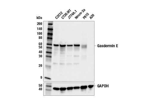 Western Blotting Image 2: Gasdermin E (E1C5B) Rabbit Monoclonal Antibody