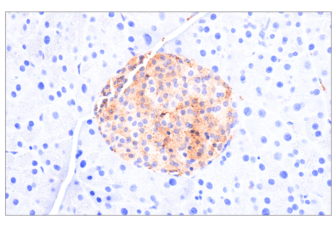 Immunohistochemistry Image 6: HEXB (E9X5S) Rabbit Monoclonal Antibody (BSA and Azide Free)