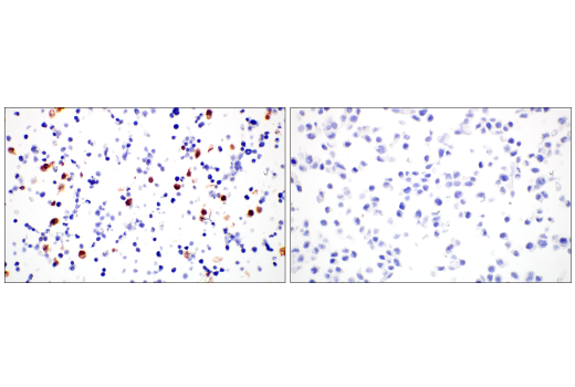 Immunohistochemistry Image 9: Caspase-1 (E4R8K) Rabbit Monoclonal Antibody