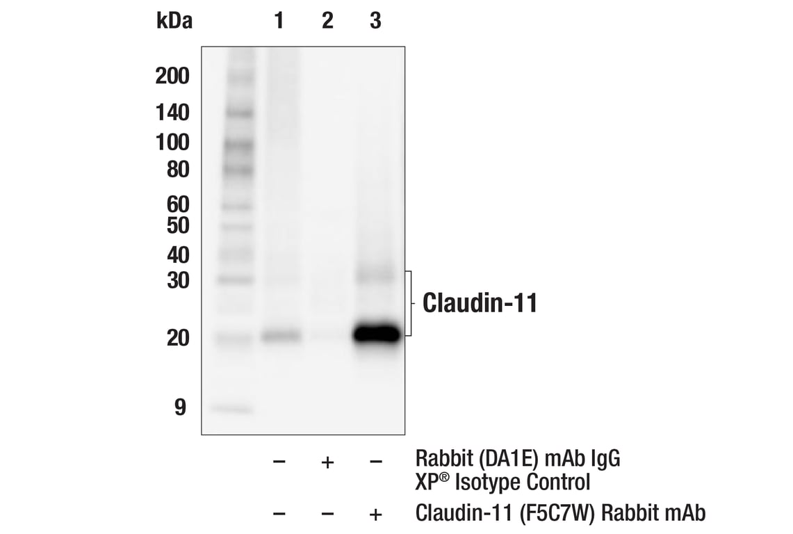 Immunoprecipitation Image 1: Claudin-11 (F5C7W) Rabbit Monoclonal Antibody