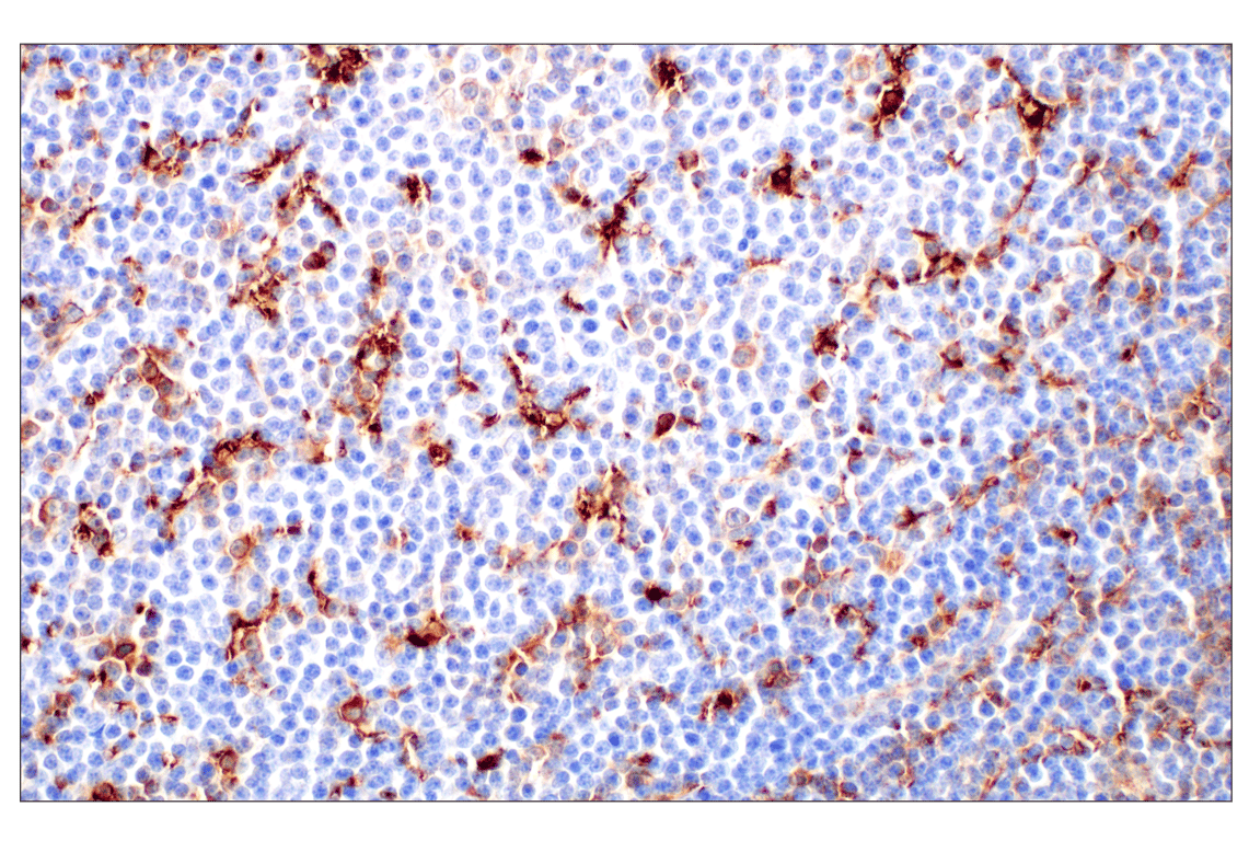 Immunohistochemistry Image 4: Cathepsin L (E3R3P) Rabbit mAb