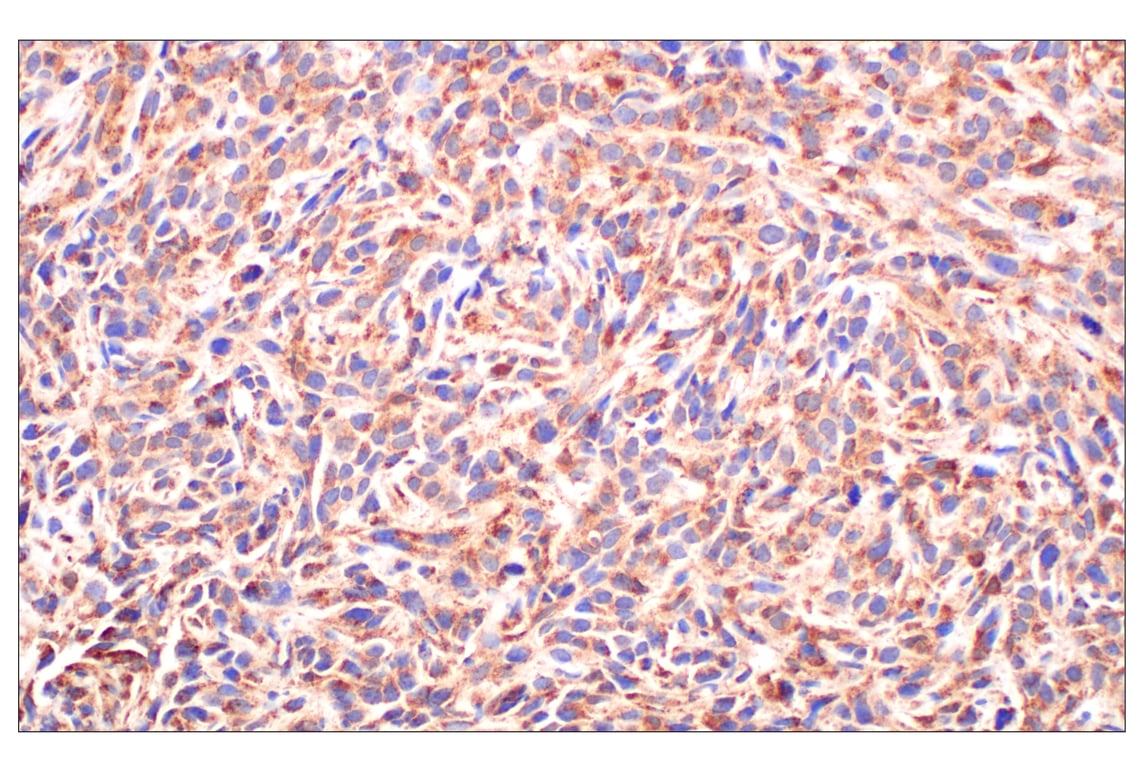 Immunohistochemistry Image 6: Fumarase (D9C5) Rabbit Monoclonal Antibody
