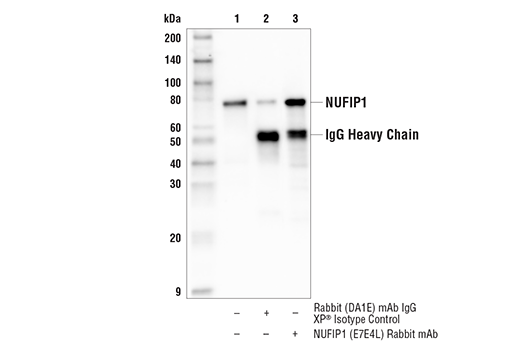 Immunoprecipitation Image 1: NUFIP1 (E7E4L) Rabbit Monoclonal Antibody