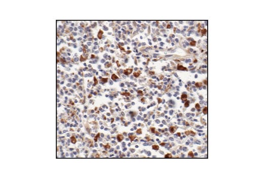 Immunohistochemistry Image 2: Stat1 (42H3) Rabbit Monoclonal Antibody (BSA and Azide Free)
