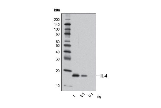 IL-4 (D19A10) Rabbit mAb | Cell Signaling Technology