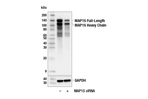 Western Blotting Image 1: MAP1S (E3P5Z) Rabbit mAb