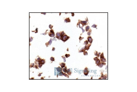 Immunohistochemistry Image 3: VEGF Receptor 2 (55B11) Rabbit Monoclonal Antibody (BSA and Azide Free)