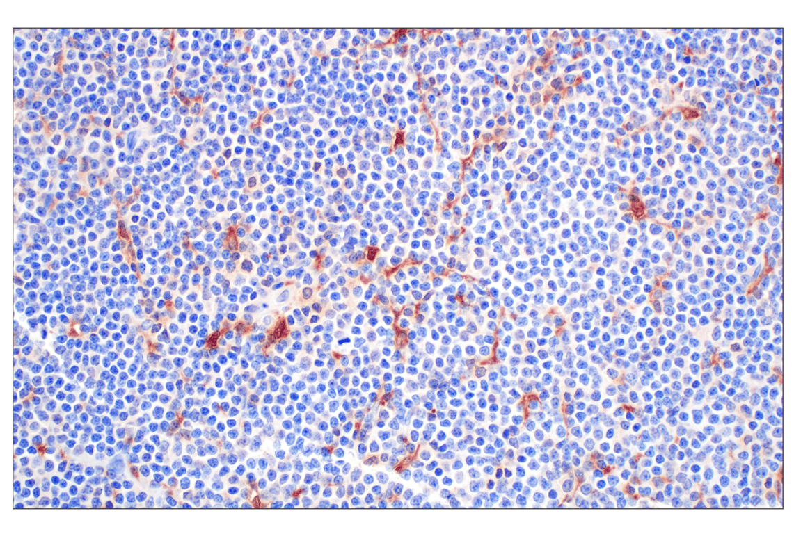 Immunohistochemistry Image 2: BLVRA (F7Z7R) Rabbit Monoclonal Antibody
