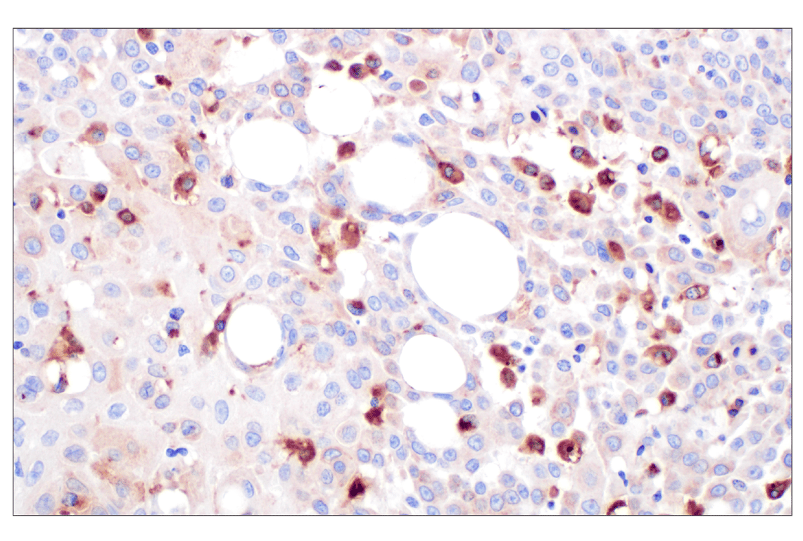 Immunohistochemistry Image 3: Cathepsin A (F8X9E) Rabbit Monoclonal Antibody