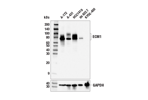 Western Blotting Image 1: ECM1 (E3B9A) Rabbit mAb