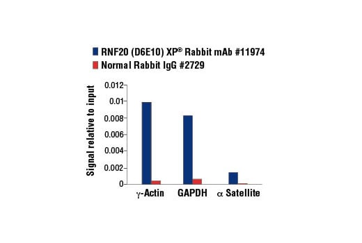 Chromatin Immunoprecipitation Image 1: RNF20 (D6E10) Rabbit Monoclonal Antibody