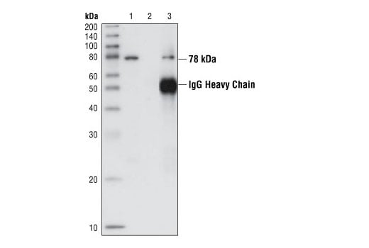 Immunoprecipitation Image 1: NSF Antibody