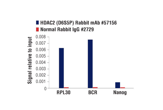 undefined Image 15: PhosphoPlus<sup>®</sup> HDAC2 (Ser394) Antibody Duet