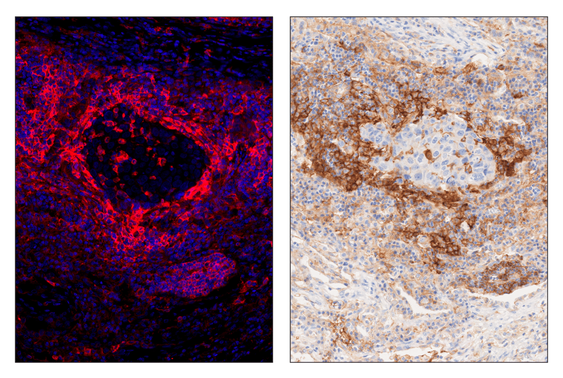 Immunohistochemistry Image 5: CD40 (D8W3N) & CO-0115-750 SignalStar<sup>™</sup> Oligo-Antibody Pair