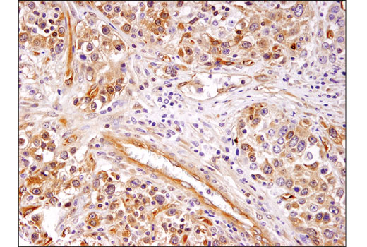 Immunohistochemistry Image 1: HDAC7 (D4E1L) Rabbit Monoclonal Antibody