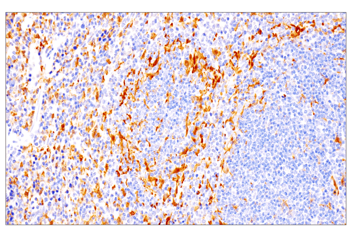 Immunohistochemistry Image 2: IL-18 (E8P5O) Rabbit Monoclonal Antibody