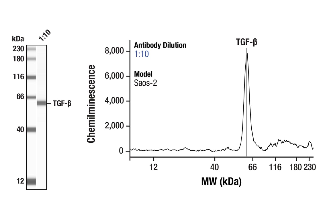 Western Blotting Image 1: TGF-beta (56E4) Rabbit Monoclonal Antibody