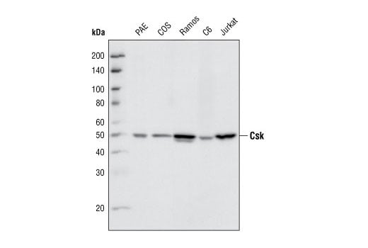 Western Blotting Image 1: Csk (C74C1) Rabbit mAb