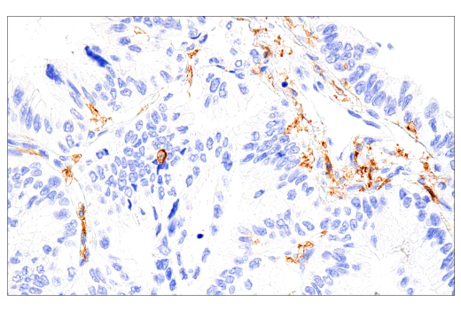 Immunohistochemistry Image 4: CD16 (2H7) Mouse Monoclonal Antibody