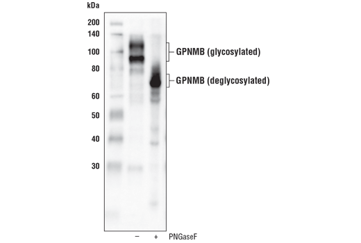 Western Blotting Image 2: GPNMB (E4D7P) Rabbit Monoclonal Antibody