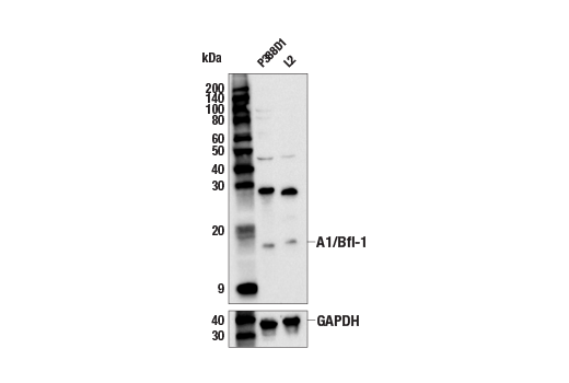 Western Blotting Image 4: A1/Bfl-1 (E4P2I) Rabbit Monoclonal Antibody