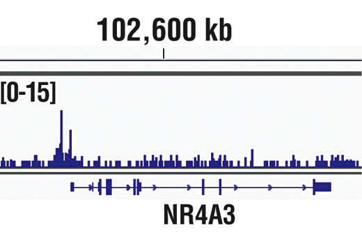 undefined Image 3: Lysine Acetyltransferase Antibody Sampler Kit