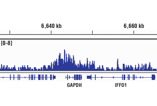 Chromatin Immunoprecipitation Image 1: Acetyl-Histone H3 (Lys9) (C5B11) Rabbit Monoclonal Antibody