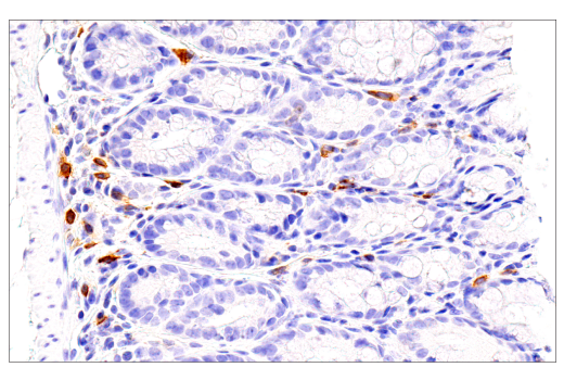 Immunohistochemistry Image 1: ICOS (E5F7E) Rabbit Monoclonal Antibody (BSA and Azide Free)