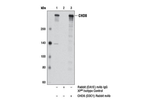 Immunoprecipitation Image 1: CHD8 (D3C1) Rabbit Monoclonal Antibody